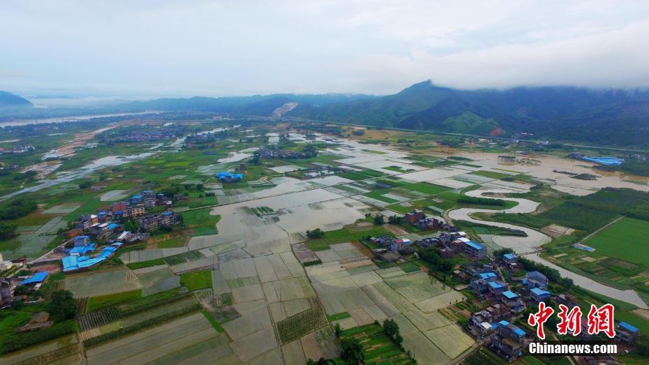 珠江上游融江水位暴漲 廣西洪水淹沒農(nóng)田